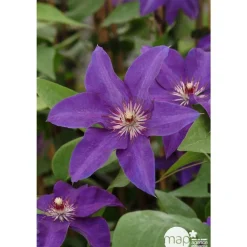 Truffaut Plantes Grimpantes | - Clematis ' The President ': conteneur 3 litres