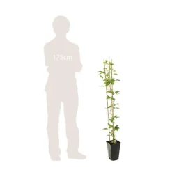 Truffaut Plantes Grimpantes | - Clematis ' The President ': conteneur 3 litres