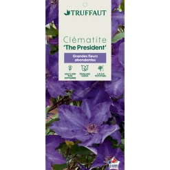 Truffaut Plantes Grimpantes | - Clematis ' The President ': conteneur 3 litres