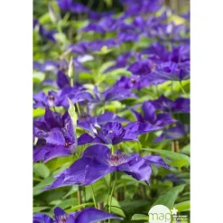 Truffaut Plantes Grimpantes | - Clematis ' The President ': conteneur 3 litres