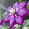 Truffaut - Clematis ' Ville de Lyon ': conteneur 3 litres Clearance