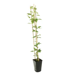 Truffaut - Clématite Montana Spooneri Conteneur de : 3 L Online