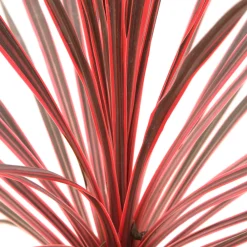 Truffaut - Cordyline australis 'Charlie Boy' : pot 3L Clearance