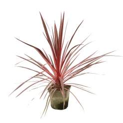 Truffaut - Cordyline australis 'Charlie Boy' : pot 3L Clearance