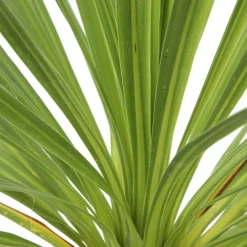 Truffaut - Cordyline australis : pot 3L Clearance
