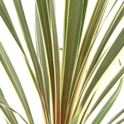 Truffaut Plantes Méditerranéennes | - Cordyline australis 'Torbay Dazzler' : pot 3L