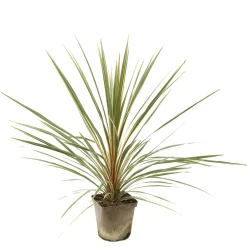 Truffaut Plantes Méditerranéennes | - Cordyline australis 'Torbay Dazzler' : pot 3L