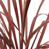 Truffaut Plantes Méditerranéennes | - Cordyline australis 'Red Star' : pot 3L