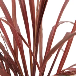 Truffaut Plantes Méditerranéennes | - Cordyline australis 'Red Star' : pot 3L