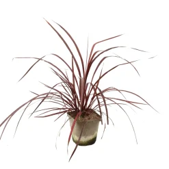 Truffaut Plantes Méditerranéennes | - Cordyline australis 'Red Star' : pot 3L