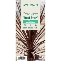 Truffaut Plantes Méditerranéennes | - Cordyline australis 'Red Star' : pot 3L