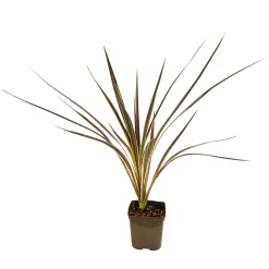 Truffaut Plantes Méditerranéennes | - Cordyline 'Electric Flash' : pot 3L