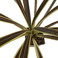 Truffaut Plantes Méditerranéennes | - Cordyline 'Electric Flash' : pot 3L