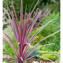 Truffaut Plantes Méditerranéennes | - Cordyline 'Paso Doble®' - Pot de 3L