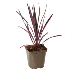 Truffaut Plantes Méditerranéennes | - Cordyline 'Paso Doble®' - Pot de 3L