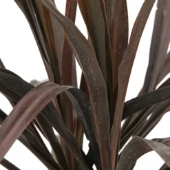 Truffaut Plantes Méditerranéennes | - Cordyline 'Renegade®' : pot 3L