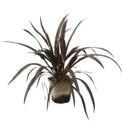 Truffaut Plantes Méditerranéennes | - Cordyline 'Renegade®' : pot 3L
