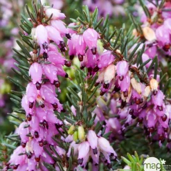 Truffaut - Erica x darleyensis 'Kramer's Rote' : ctr 1L Sale