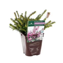 Truffaut - Erica x darleyensis 'Kramer's Rote' : ctr 1L Sale
