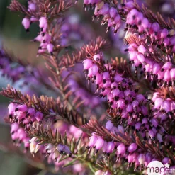 Truffaut Plantes De Terre De Bruyère | - Erica x darleyensis 'Eva Gold®': ctr 1L