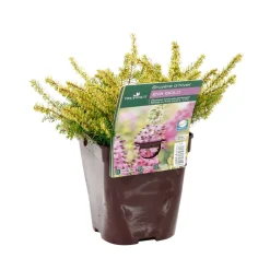 Truffaut Plantes De Terre De Bruyère | - Erica x darleyensis 'Eva Gold®': ctr 1L