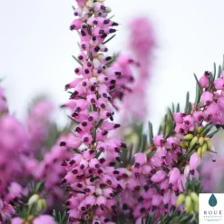 Truffaut - Erica x darleyensis 'Kramer's Rote' : conteneur 2 litres Online