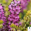 Truffaut Plantes De Terre De Bruyère | - Erica x darleyensis 'Eva Gold®':conteneur 2 litres