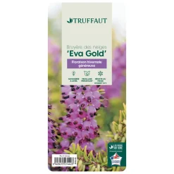 Truffaut Plantes De Terre De Bruyère | - Erica x darleyensis 'Eva Gold®':conteneur 2 litres