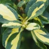Truffaut Arbres Et Arbustes|Plantes De Haies | - Euonymus 'Blondy®' pot 3L