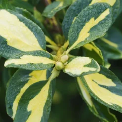 Truffaut Arbres Et Arbustes|Plantes De Haies | - Euonymus 'Blondy®' pot 3L