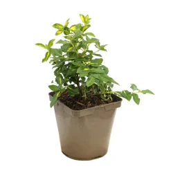 Truffaut Arbres Et Arbustes|Plantes De Haies | - Euonymus 'Blondy®' pot 3L