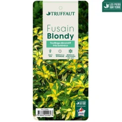 Truffaut Arbres Et Arbustes|Plantes De Haies | - Euonymus 'Blondy®' pot 3L