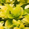 Truffaut Arbres Et Arbustes|Plantes De Haies | - Euonymus 'El-Dorado®' pot 3L