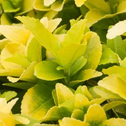 Truffaut Arbres Et Arbustes|Plantes De Haies | - Euonymus 'El-Dorado®' pot 3L