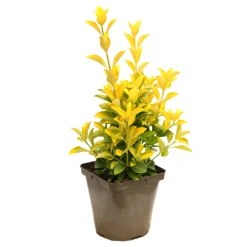Truffaut Arbres Et Arbustes|Plantes De Haies | - Euonymus 'El-Dorado®' pot 3L