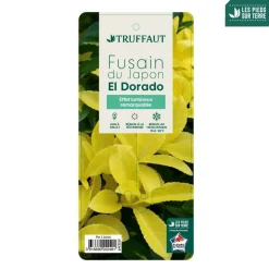 Truffaut Arbres Et Arbustes|Plantes De Haies | - Euonymus 'El-Dorado®' pot 3L