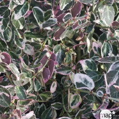 Truffaut Arbres Et Arbustes|Plantes De Haies | - Euonymus 'Emerald Gaiety' pot 3L