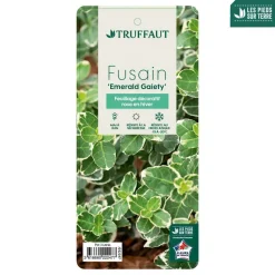 Truffaut Arbres Et Arbustes|Plantes De Haies | - Euonymus 'Emerald Gaiety' pot 3L
