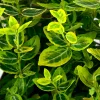 Truffaut Arbres Et Arbustes|Plantes De Haies | - Euonymus fortunei 'Emerald'n gold : pot 3L