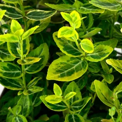 Truffaut Arbres Et Arbustes|Plantes De Haies | - Euonymus fortunei 'Emerald'n gold : pot 3L
