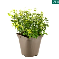 Truffaut Arbres Et Arbustes|Plantes De Haies | - Euonymus fortunei 'Emerald'n gold : pot 3L