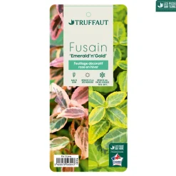 Truffaut Arbres Et Arbustes|Plantes De Haies | - Euonymus fortunei 'Emerald'n gold : pot 3L