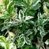 Truffaut Arbres Et Arbustes|Plantes De Haies | - Euonymus fortunei 'Harlequin' : pot 3L