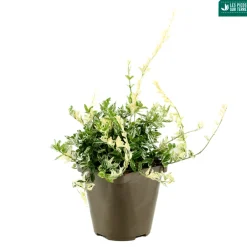 Truffaut Arbres Et Arbustes|Plantes De Haies | - Euonymus fortunei 'Harlequin' : pot 3L