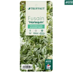 Truffaut Arbres Et Arbustes|Plantes De Haies | - Euonymus fortunei 'Harlequin' : pot 3L