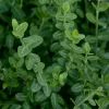 Truffaut Arbres Et Arbustes|Plantes De Haies | - Euonymus fortunei 'Minimus':pot 3L
