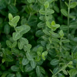 Truffaut Arbres Et Arbustes|Plantes De Haies | - Euonymus fortunei 'Minimus':pot 3L