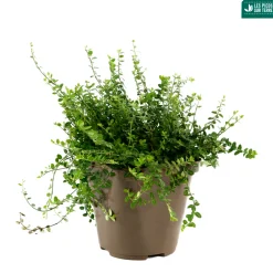 Truffaut Arbres Et Arbustes|Plantes De Haies | - Euonymus fortunei 'Minimus':pot 3L