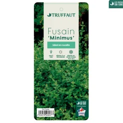 Truffaut Arbres Et Arbustes|Plantes De Haies | - Euonymus fortunei 'Minimus':pot 3L