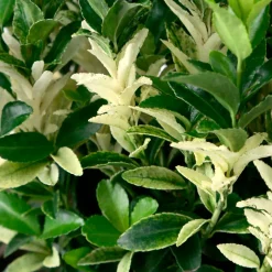Truffaut Arbres Et Arbustes|Plantes De Haies | - Euonymus japonicus ' Paloma Blanca'